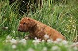 DOGUE DE BORDEAUX 279